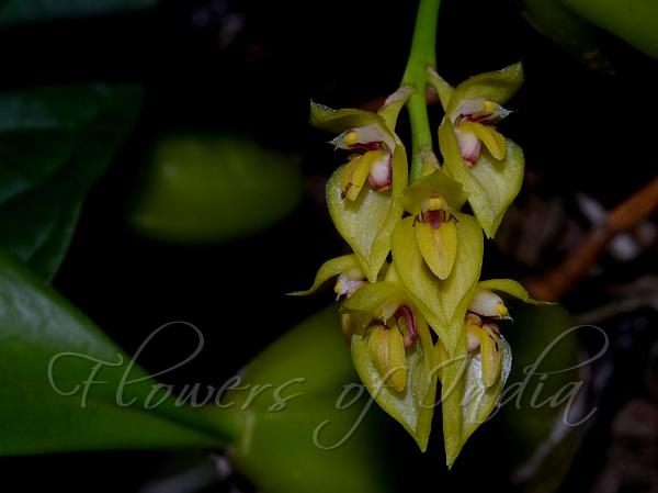 Nilgiri Bulb-Leaf Orchid